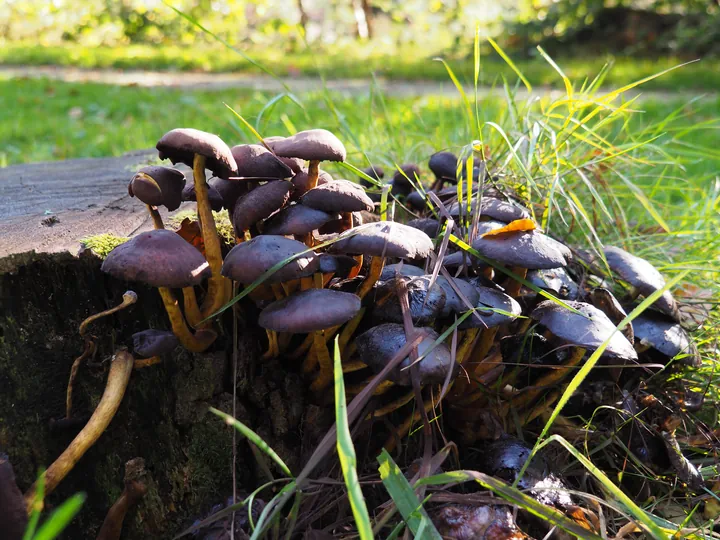 Vagevuurbos en Lippensgoed-Bulskampveld (België)